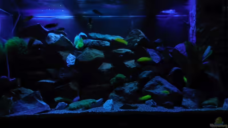 Aquarium Kevin`s Malawibecken von Kevin Leonhard (13)