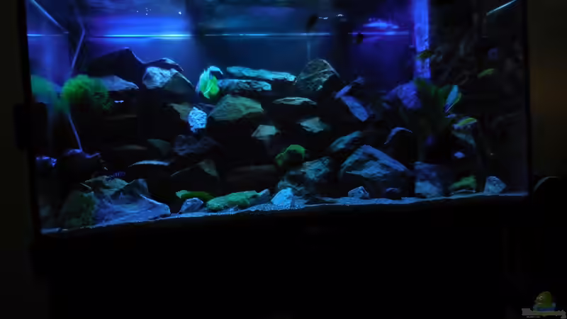 Aquarium Kevin`s Malawibecken von Kevin Leonhard (14)