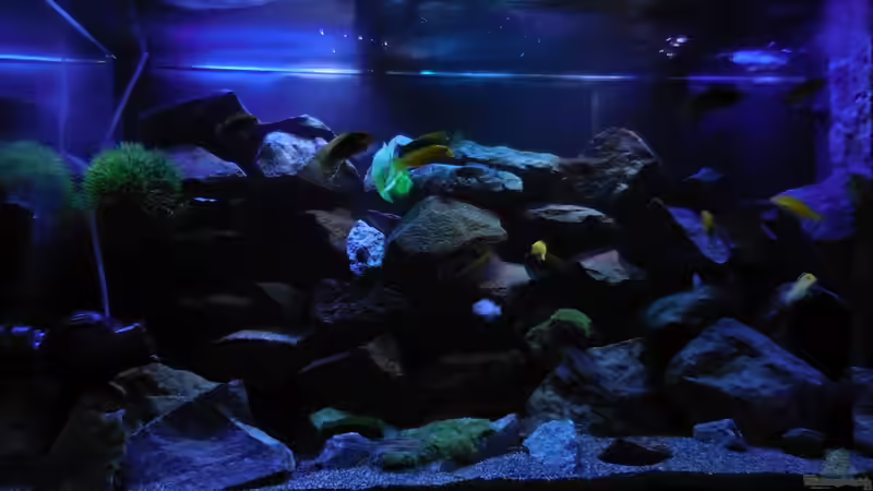 Aquarium Kevin`s Malawibecken von Kevin Leonhard (15)