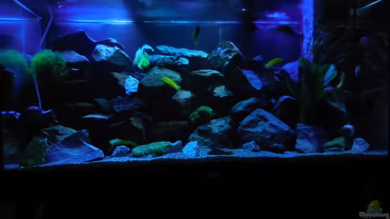 Aquarium Kevin`s Malawibecken von Kevin Leonhard (19)