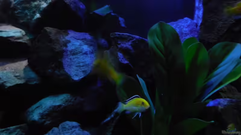 Aquarium Kevin`s Malawibecken von Kevin Leonhard (2)