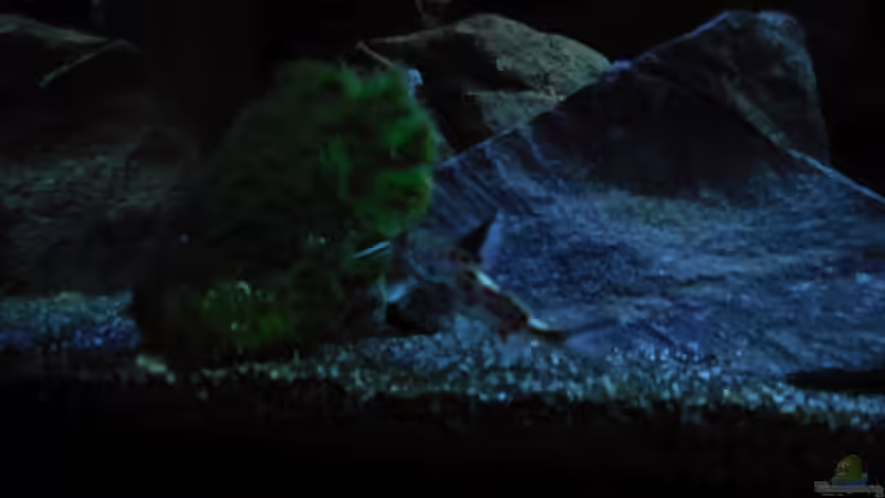 Aquarium Kevin`s Malawibecken von Kevin Leonhard (20)