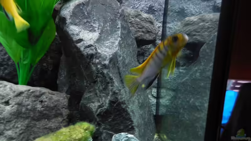 Aquarium Kevin`s Malawibecken von Kevin Leonhard (24)