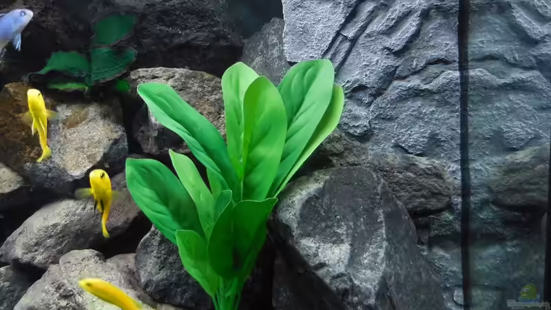 Aquarium Kevin`s Malawibecken von Kevin Leonhard (25)