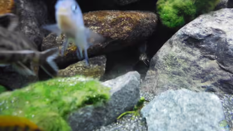 Aquarium Kevin`s Malawibecken von Kevin Leonhard (26)