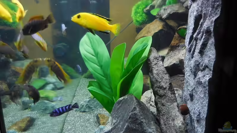 Aquarium Kevin`s Malawibecken von Kevin Leonhard (27)