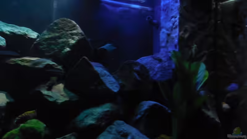 Aquarium Kevin`s Malawibecken von Kevin Leonhard (3)