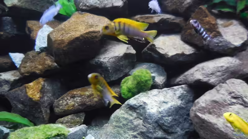 Aquarium Kevin`s Malawibecken von Kevin Leonhard (30)