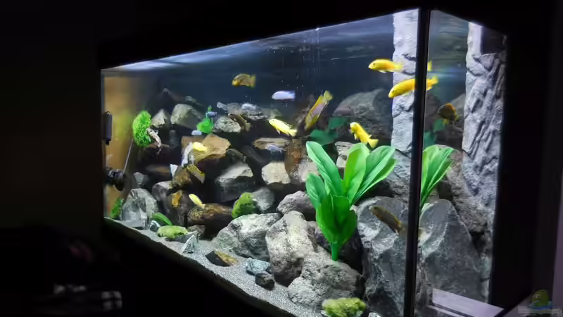 Aquarium Kevin`s Malawibecken von Kevin Leonhard (31)