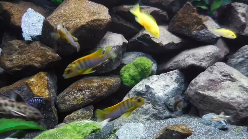 Aquarium Kevin`s Malawibecken von Kevin Leonhard (33)