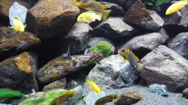 Aquarium Kevin`s Malawibecken von Kevin Leonhard (36)