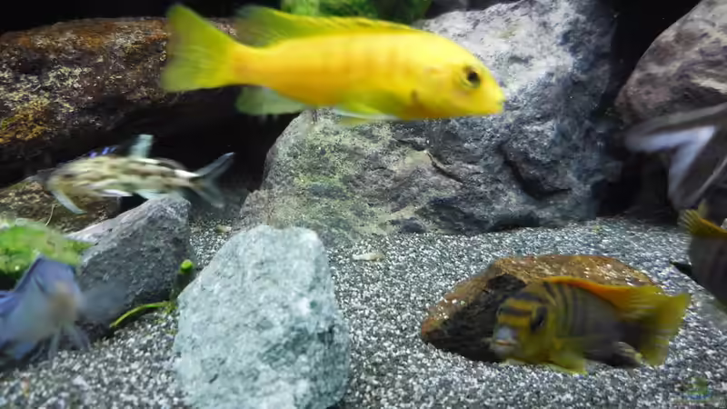 Aquarium Kevin`s Malawibecken von Kevin Leonhard (37)