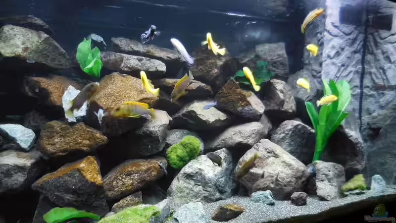 Aquarium Kevin`s Malawibecken von Kevin Leonhard (38)