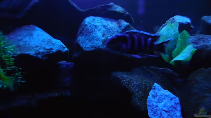 Aquarium Kevin`s Malawibecken von Kevin Leonhard (39)