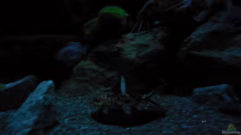 Aquarium Kevin`s Malawibecken von Kevin Leonhard (4)