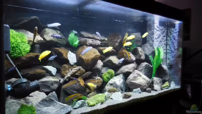 Aquarium Kevin`s Malawibecken von Kevin Leonhard (40)