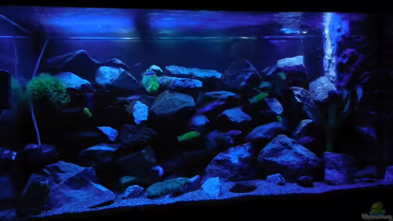 Aquarium Kevin`s Malawibecken von Kevin Leonhard (41)
