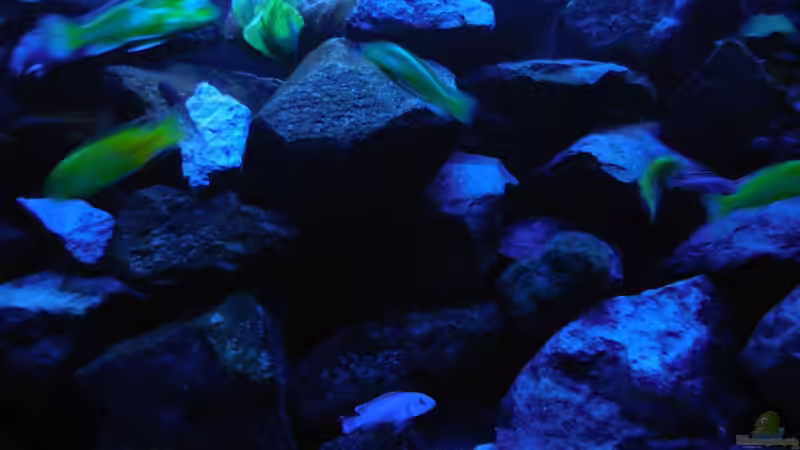 Aquarium Kevin`s Malawibecken von Kevin Leonhard (43)