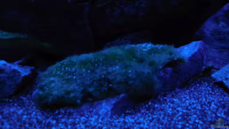 Aquarium Kevin`s Malawibecken von Kevin Leonhard (46)