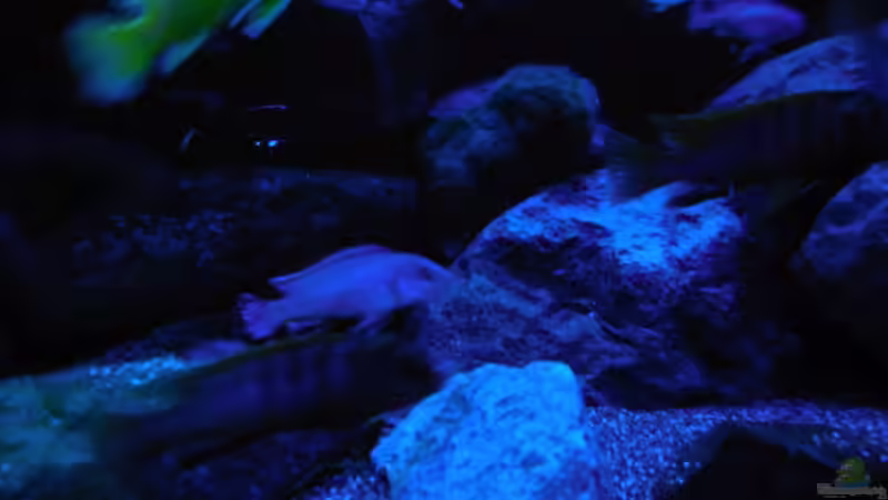 Aquarium Kevin`s Malawibecken von Kevin Leonhard (48)