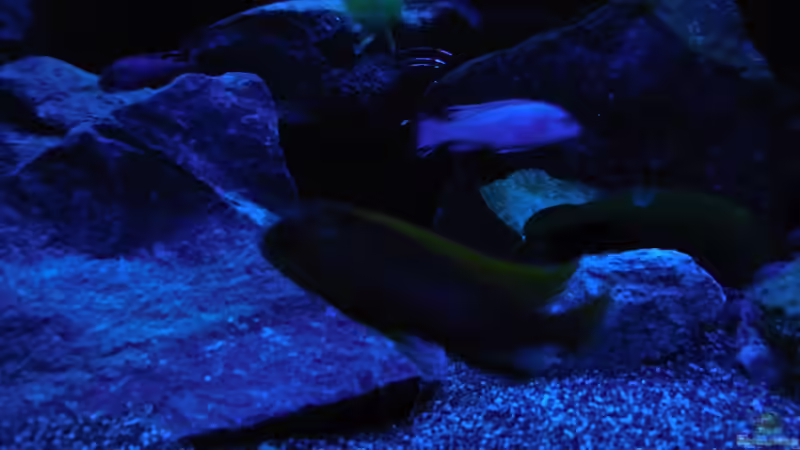 Aquarium Kevin`s Malawibecken von Kevin Leonhard (49)
