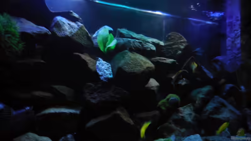 Aquarium Kevin`s Malawibecken von Kevin Leonhard (5)