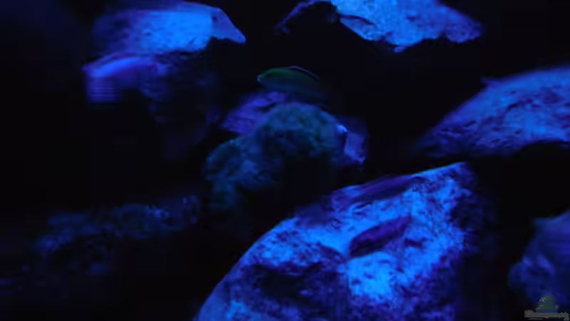 Aquarium Kevin`s Malawibecken von Kevin Leonhard (55)