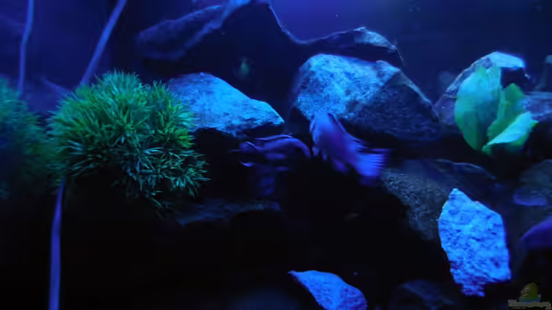 Aquarium Kevin`s Malawibecken von Kevin Leonhard (56)