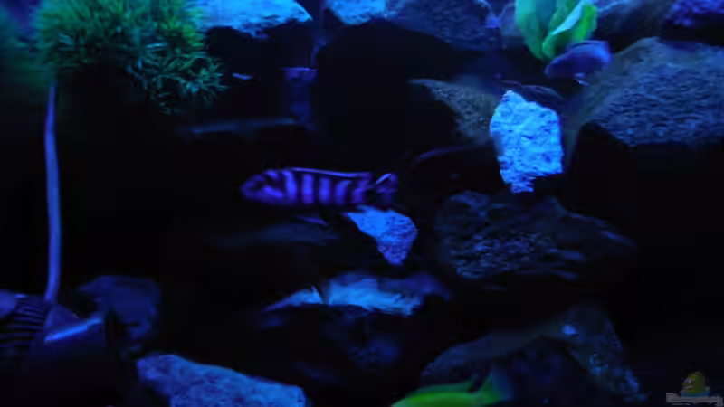 Aquarium Kevin`s Malawibecken von Kevin Leonhard (57)