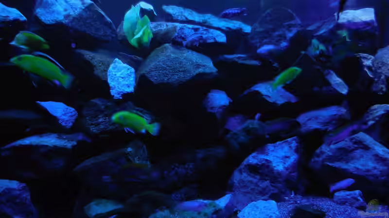 Aquarium Kevin`s Malawibecken von Kevin Leonhard (58)