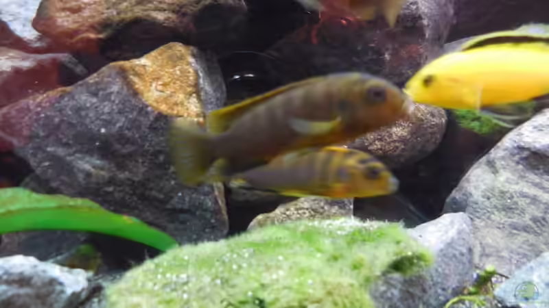 Aquarium Kevin`s Malawibecken von Kevin Leonhard (65)