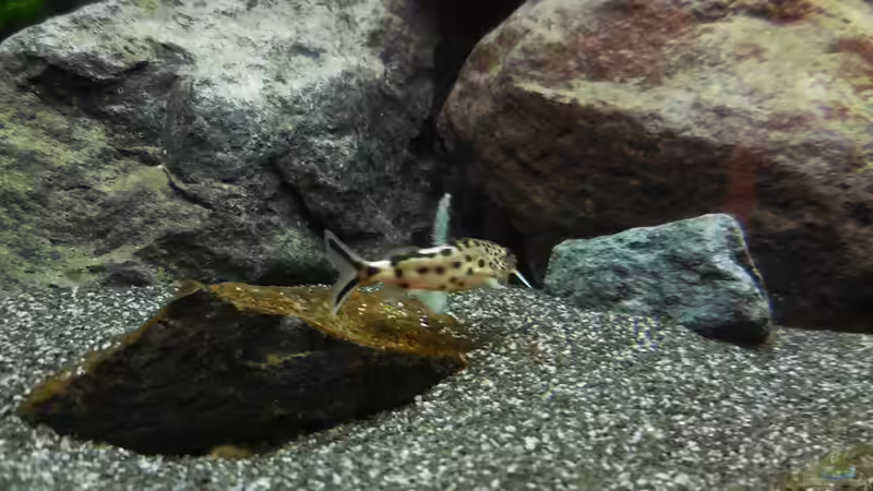 Aquarium Kevin`s Malawibecken von Kevin Leonhard (66)