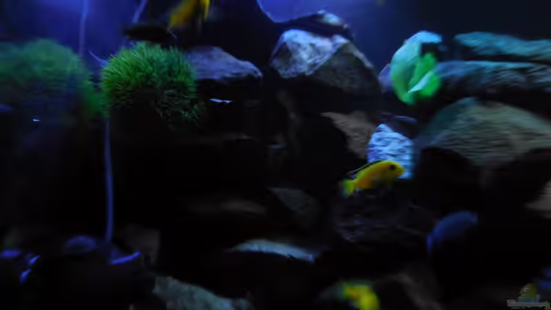 Aquarium Kevin`s Malawibecken von Kevin Leonhard (9)