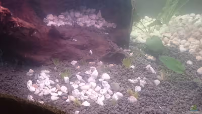 Aquarium Kiesgrube von Z to the osel (3)