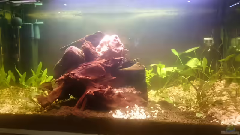 Aquarium Kiesgrube von Z to the osel (5)