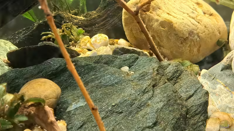 Aquarium Kinabalu Hillstream Loaches von okefenokee (13)