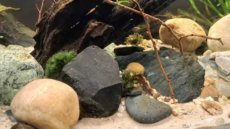 Aquarium Kinabalu Hillstream Loaches von okefenokee (14)