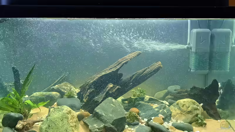 Aquarium Kinabalu Hillstream Loaches von okefenokee (2)