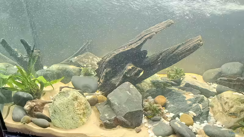 Aquarium Kinabalu Hillstream Loaches von okefenokee (3)