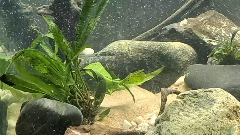 Aquarium Kinabalu Hillstream Loaches von okefenokee (6)