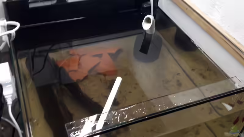 Aquarium Kinderstube Corydoras panda (Nurnoch als Beispiel) von Fichte (4)