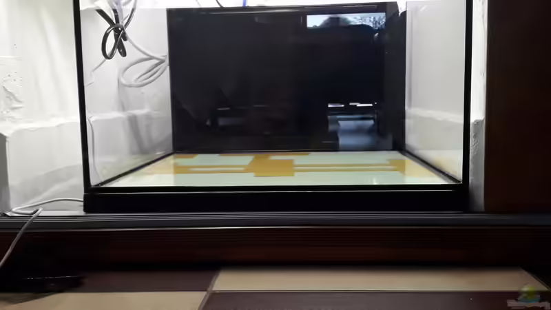 Aquarium Kinderstube Corydoras panda (Nurnoch als Beispiel) von Fichte (5)