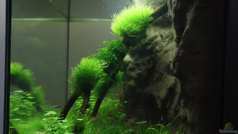 Aquarium Kinderzimmerbecken von Tilo Schmiedl (3)