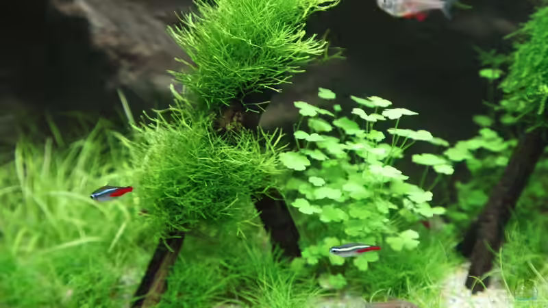 Aquarium Kinderzimmerbecken von Tilo Schmiedl (4)