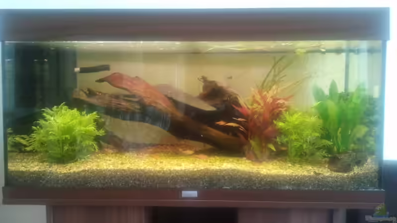 Aquarium Klassisches Gesellschaftsaquarium von Alexander Budzien (10)