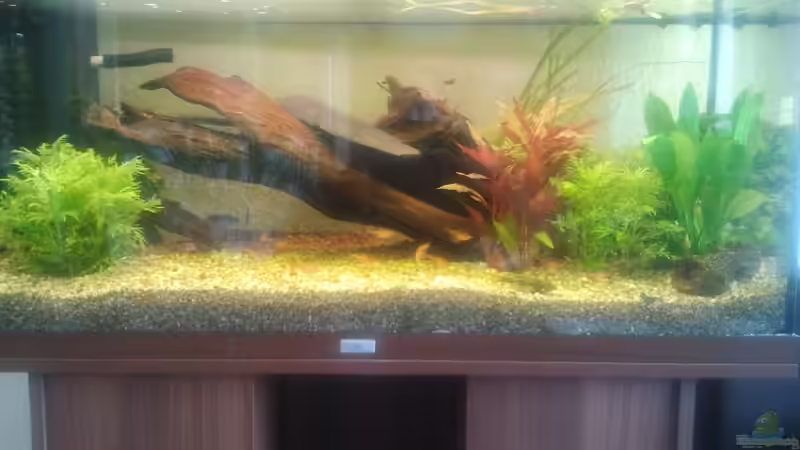 Aquarium Klassisches Gesellschaftsaquarium von Alexander Budzien (12)