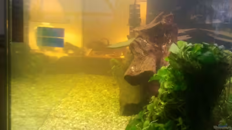 Aquarium Klassisches Gesellschaftsaquarium von Alexander Budzien (14)