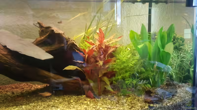 Aquarium Klassisches Gesellschaftsaquarium von Alexander Budzien (16)