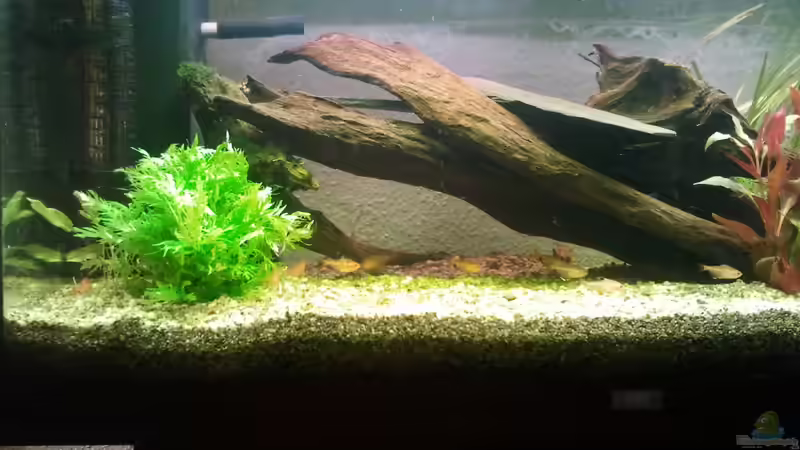 Aquarium Klassisches Gesellschaftsaquarium von Alexander Budzien (17)