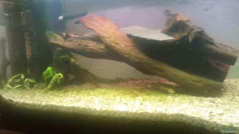 Aquarium Klassisches Gesellschaftsaquarium von Alexander Budzien (18)